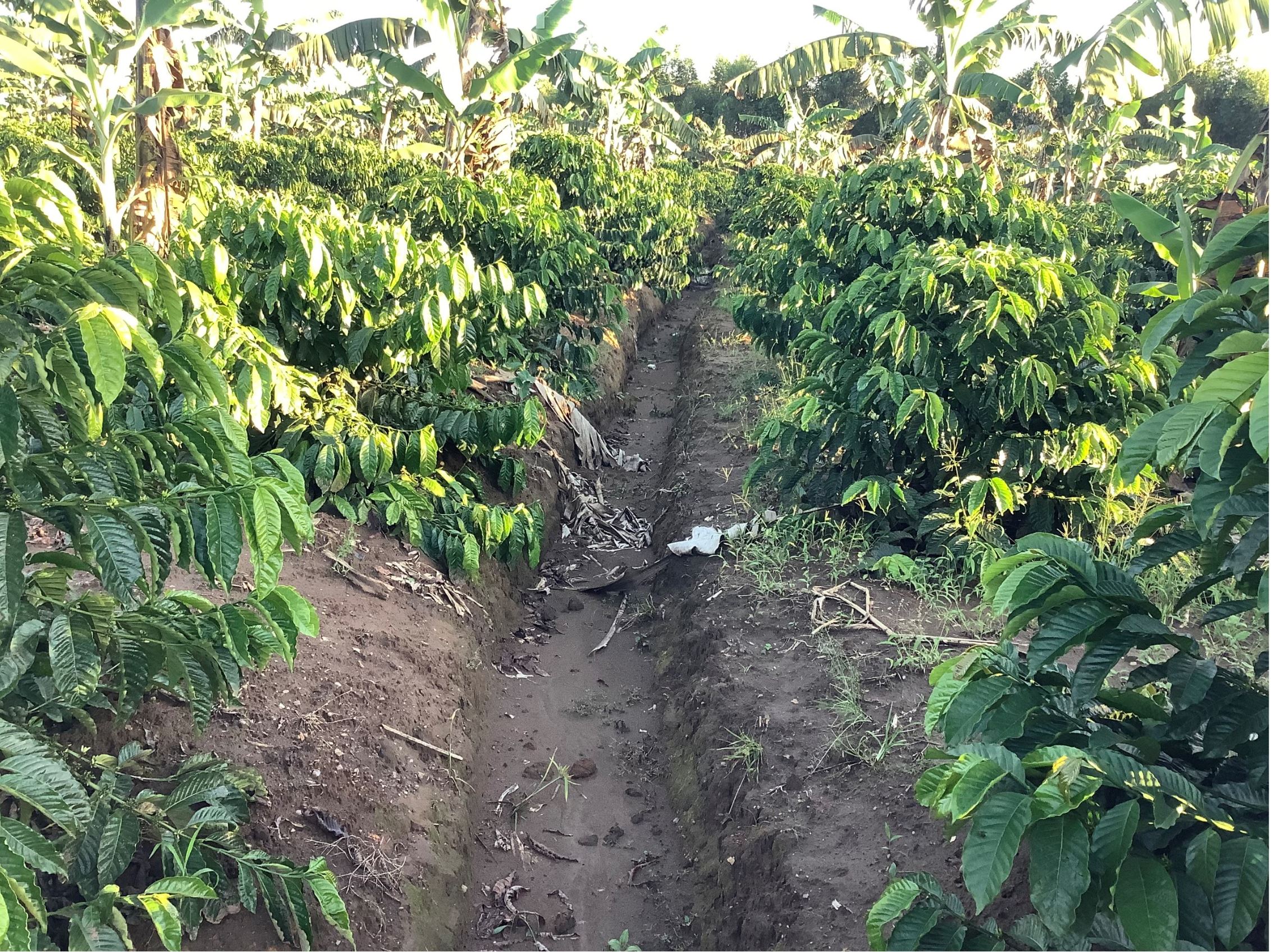 Agricultural Production And Processing